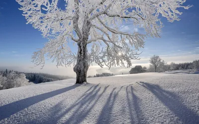 Обои зима, лес, раздел Природа, размер 2560x1440 HDTV - скачать бесплатно  картинку на рабочий стол и телефон