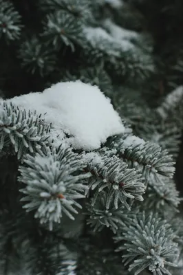 Winter | Зимние картинки, Фон для телефона, Обои