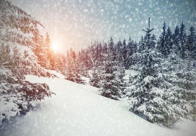 Красивые картинки на телефон на заставку скачать бесплатно зима (35 фото) •  Прикольные картинки и юмор | Рождественские цветы, Зимние картинки, Синее  рождество