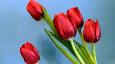 Обои тюльпаны, цветы, весна, букет, фон картинки на рабочий стол, фото  скачать бесплатно