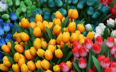 Разноцветные тюльпаны как символ весны и радости - обои на рабочий стол