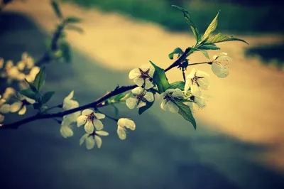 Весна цветы, белые фото, обои на рабочий стол