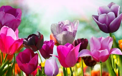 Обои весна, цветок, цветковое растение, лепесток, тюльпаны - картинка на рабочий  стол и фото бесплатно