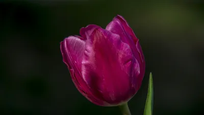 Обои тюльпаны, распущенные, клумба, весна картинки на рабочий стол, фото  скачать бесплатно