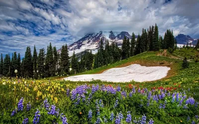 Обои на рабочий стол Цветы, весна, лето, яблоня, flowers, spring - Цветы -  Природа - Картинки, фотографии