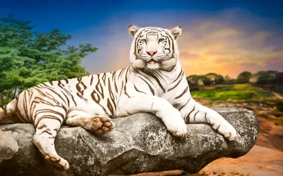 Обои для рабочего стола тигр Большие кошки Белый Взгляд 3840x2400