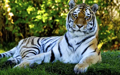 Обои на рабочий стол Величественный хищник - тигр отдыхает, лежа в траве,  обои для рабочего стола, скачать обои, обои бесплатно