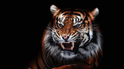 Картинка на рабочий стол тигры, tigers, animals, животные 1440 x 900