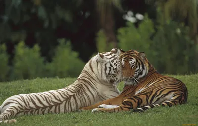Природа, животные, тигры обои для рабочего стола, картинки, фото, 1680x1050.