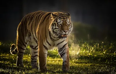 Сибирский тигр Бенгальский тигр Рабочий стол Белый тигр Международный день  тигра, кот, белый, млекопитающее, животные png | PNGWing