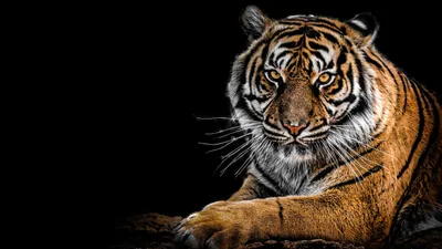 Обои для рабочего стола тигр Трава Животные