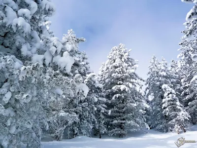 Обои дорога, лес, снег, сосны, деревья, зима картинки на рабочий стол, фото  скачать бесплатно