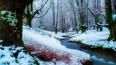 Обои Зима в лесу, картинки - Обои для рабочего стола Зима в лесу фото из  альбома: (природа)