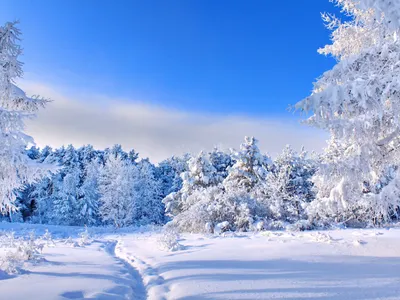 Зима - В новогоднем лесу - обои живые