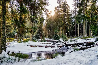 Зимний лес обои на рабочий стол - 71 фото
