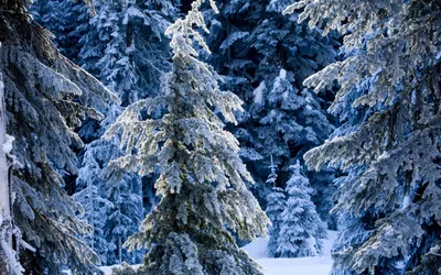 избушка в снежном лесу-ОБОИ- на рабочий стол-Зима бесплатно