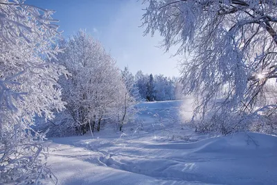 Зимний лес обои для рабочего стола, картинки и фото