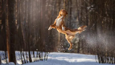 Фото Собаки Зима Прыжок Животные 1366x768