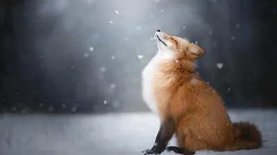 Обои снег, зима, лиса, лисица, животное, snow, winter, fox, animal  разрешение 1920x1080 | Fox in snow, Pet fox, Animal drawings
