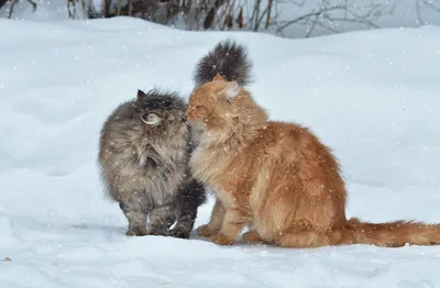Скачать бесплатно обои «коты, пара, снег, зима, поцелуй» из категории « Животные» на рабочий стол - FonMy.ru 🔥