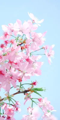Вертикальная версия романтической фотографии сакуры весной обои для  телефона Фон И картинка для бесплатной загрузки - Pngtree