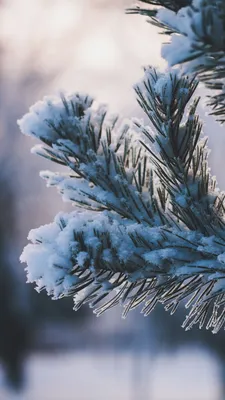 Красивые и красочные картинки зимы на телефон на заставку