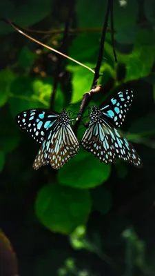 Скачать 1350x2400 бабочки, крылья, узор, тропический обои, картинки iphone  8+/7+/6s+/6+ for parallax
