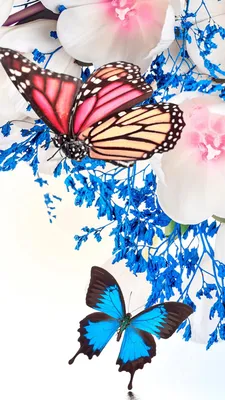 Фотография бабочка Насекомые melanargia galathea животное Крупным