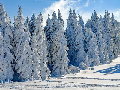 Зимний лес - сочинения и рассказы про лес зимой - глазастик