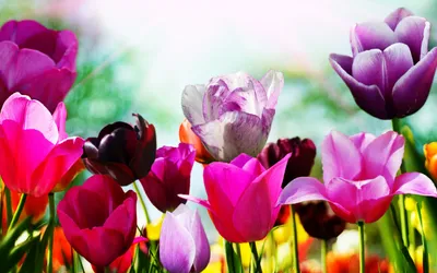 Весенние цветы на рабочий стол - 71 фото