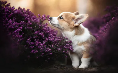 Pin by amaczukin on Заставка iphone | Wolf dog, Beautiful dogs, Pet dogs