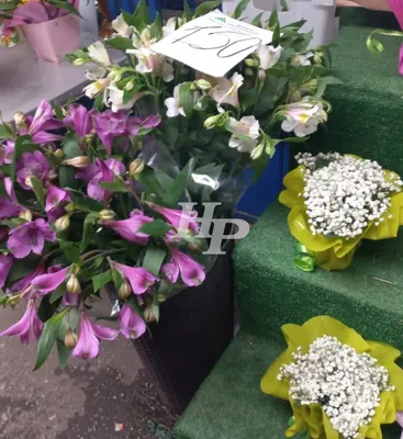 По каким ценам в Харькове накануне 8 марта будут продавать цветы