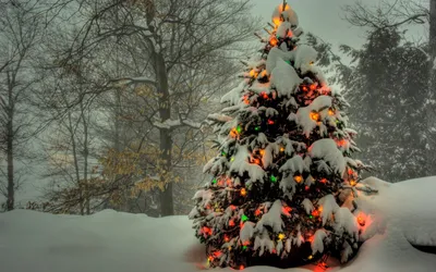 Наряженные новогодние елки дома (69 фото) » НА ДАЧЕ ФОТО