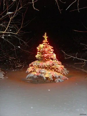 Жителей Пачелмы Пензенской области оставили без наряженной новогодней елки  - МК Пенза