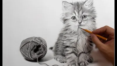 Рисунок кота карандашом - ускоренное видео. - YouTube