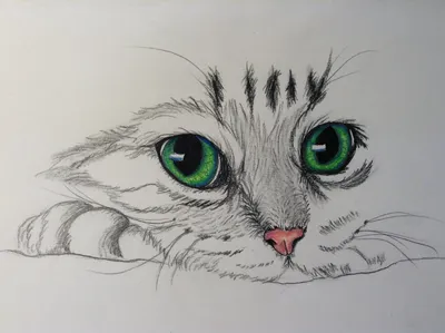 Нарисованная кошка карандашом - 79 фото