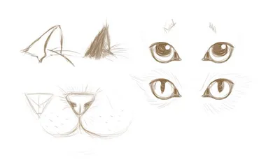 How to draw cat (step by step) - YouTube