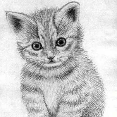 Картинки котиков рисунки - 81 фото