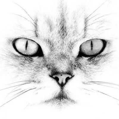 глаза кошки рисунок карандаш