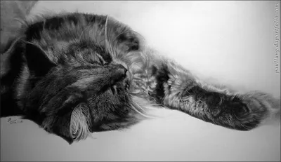 Красивые картинки аниме кошек (+ рисунки карандашом) | Сайт «Мурло»