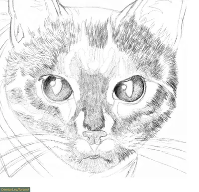Черный кот рисунок карандашом - 76 фото