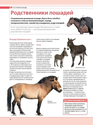 Статьи, Американские миниатюрные лошади: не мечта, а реальность! |  Prokoni.ru