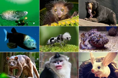 Картинки необычных животных