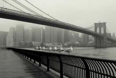 ФотоТелеграф » Черно-белый Нью-Йорк