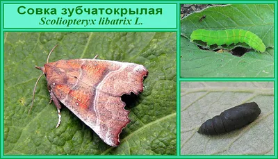 Нетипичны для страны: ночные бабочки поразили красотой казахстанских ученых