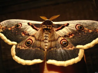 Контрастные Ночные Бабочки — стоковая векторная графика и другие  изображения на тему Бабочка - Бабочка, Светящийся, Абстрактный - iStock
