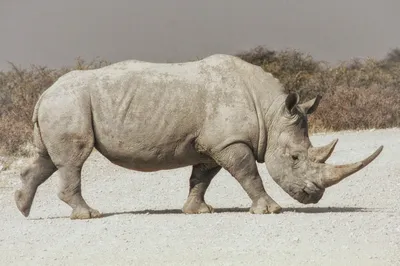 Картинки носорога фотографии