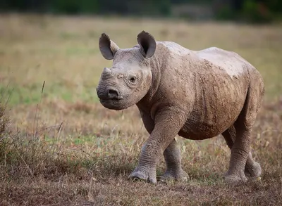Эволюция носорогов? Абсурд! - origins.org.ua