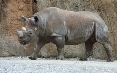 Топ 3 самых больших носорога на свете | Мир Животных | Дзен
