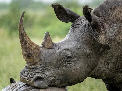 Суматранский носорог — Википедия